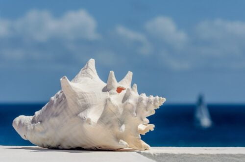 white seashell on a white wall with an ocean view
